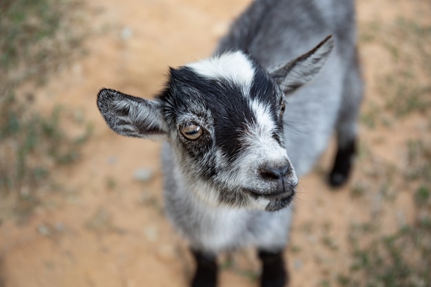 Baby het leuke zwarte en grijze geit glimlachen