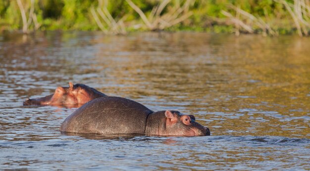 Ippopotamo bambino e un grande ippopotamo nell'acqua. lago naivasha, kenya