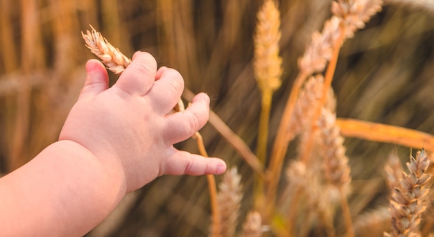 Baby holds a spike of wheat in his hand. Selective focus.