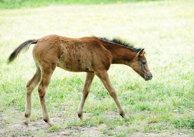 Photo baby horse in grass