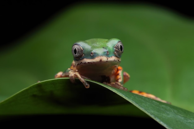 Baby hypochondrialis tigerlegged monkey frog baby tiger legged\
tree frog closeup on green leaves