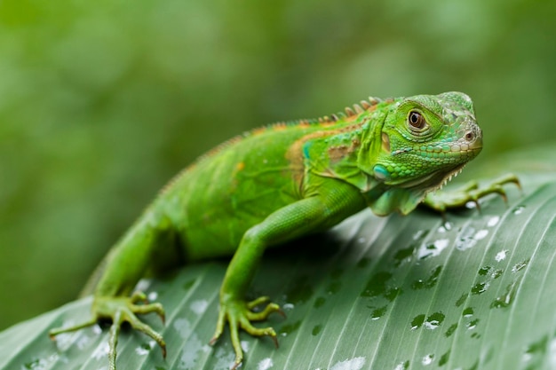 Детеныш ювенильной зеленой игуаны (iguana iguana) в дикой природе