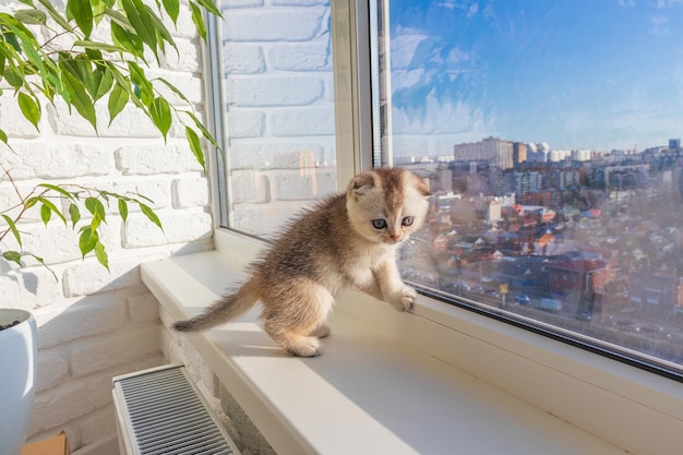 Baby kitten is sitting on the window