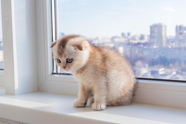 Baby kitten is sitting on the window