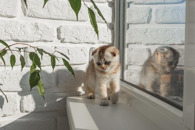 Baby kitten is sitting on the window