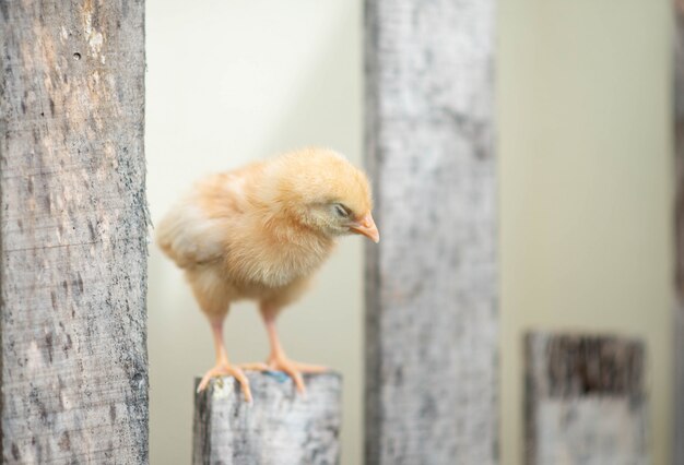 Baby kuiken in de boerderij