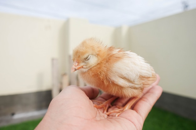 Baby kuiken in de hand