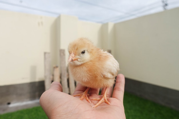 Baby kuiken in de hand