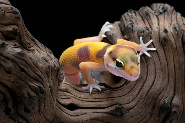 Baby leopard gecko on black background