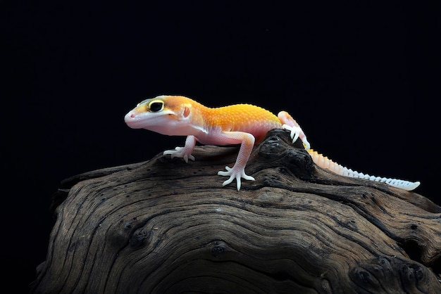 Baby leopard gecko on black background