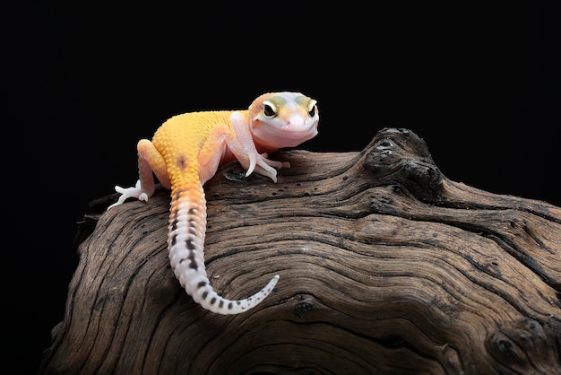 Cuanto cuesta un gecko leopardo