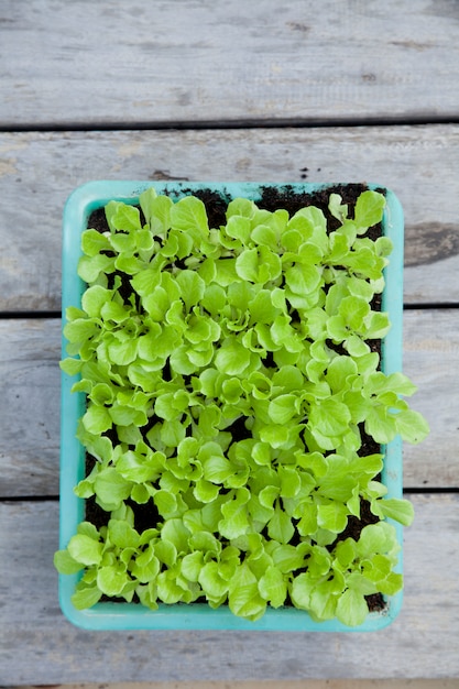 Baby lettuce in green plastic basket