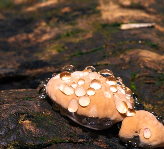 Photo baby lingzhi mushroom or reishi mushroom on timber in the forest