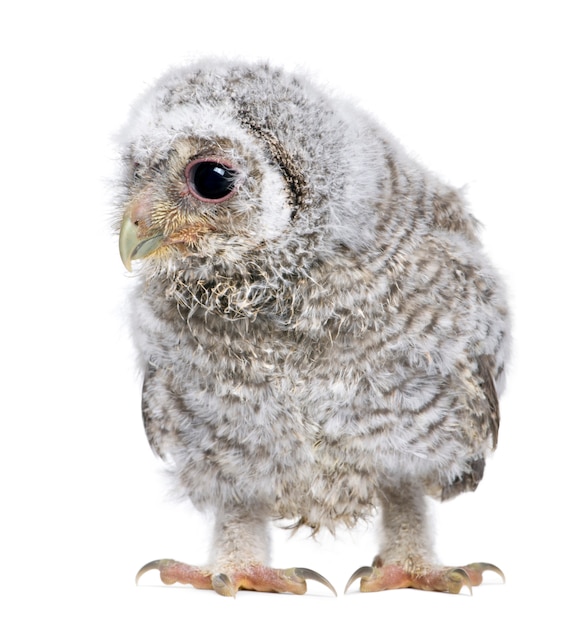 Baby Little Owl - Athene noctua on a white isolated