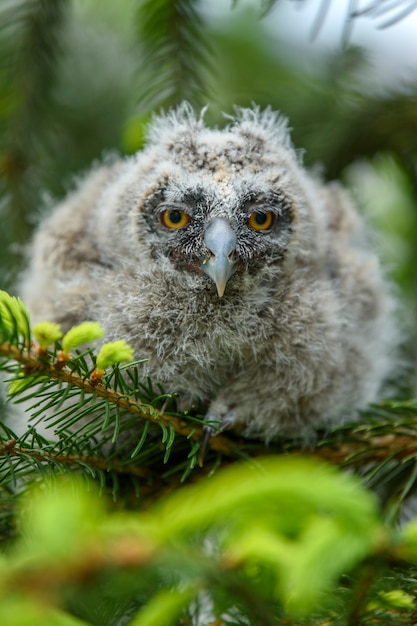 森の生息地の木の幹に座っている、森の中の赤ちゃんトラフズクのフクロウ。自然の中の美しい小動物