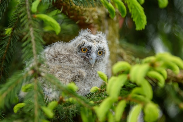 Baby long-eared owl owl in the wood, sitting on tree trunk in
the forest habitat. beautiful small animal in nature