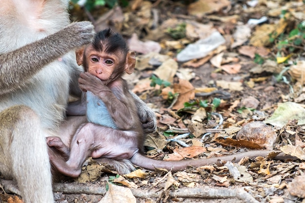 Baby Long-tailed macaque monkeys relaxing with mom