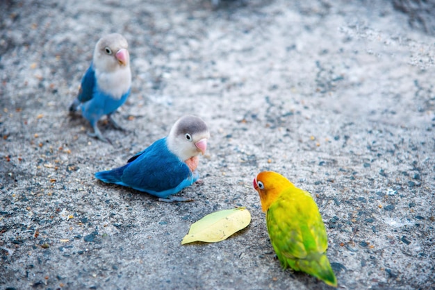 The baby Lovebird is eating