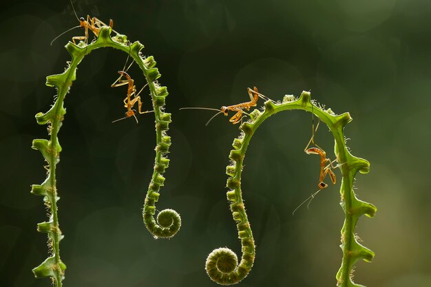 Foto bambini di mantis su felci e bordi delle foglie