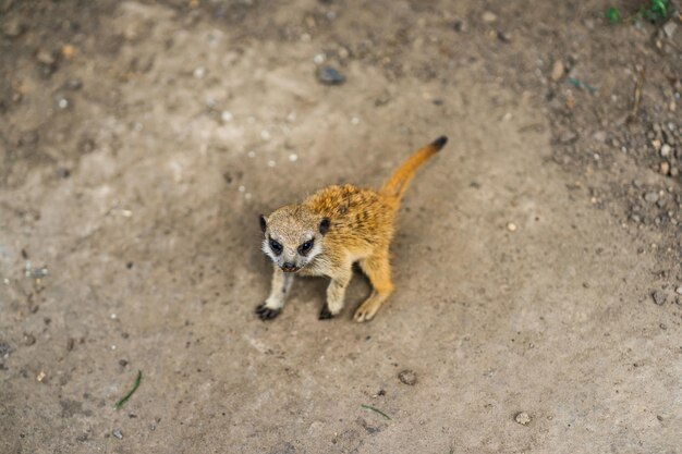 baby meerkat is played on gray ground