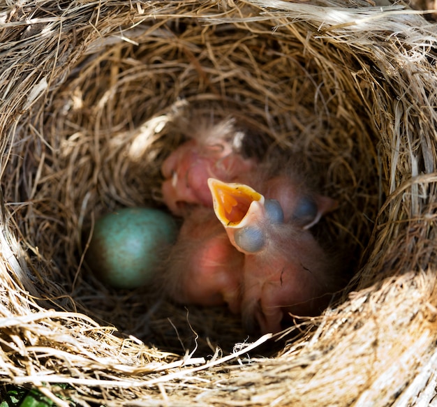 Foto baby merels in het nest