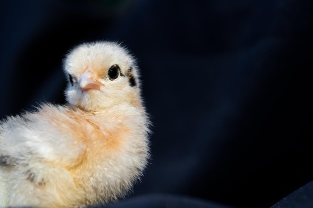 Фото baby mini cochin chick на темно-синем фоне ткани в студийном свете