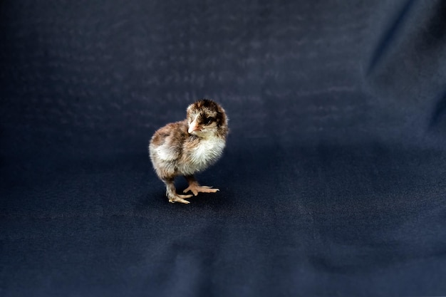 Baby Mini Cochin Chick op donkerblauwe stoffen achtergrond in studiolicht