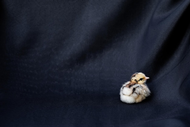 Baby Mini Cochin Chick op donkerblauwe stoffen achtergrond in studiolicht