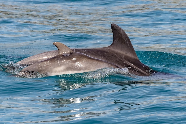 Baby and mom dolphin jumping outside the harbor