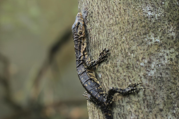 Baby monitor lizards are large lizards in the genus Varanus.