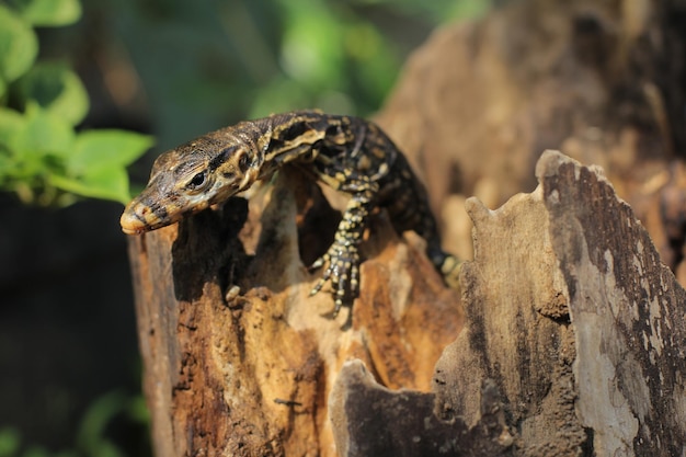 写真 赤ちゃんオオトカゲは、varanus属の大きなトカゲです。