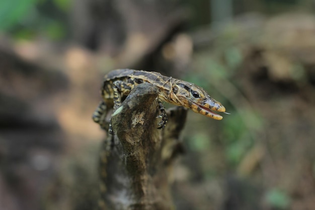 写真 赤ちゃんオオトカゲは、varanus属の大きなトカゲです。