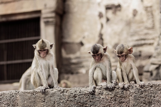 Baby monkey are sitting.