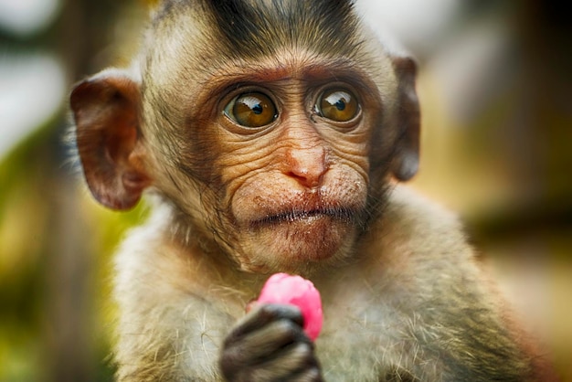 Baby monkey eating candy Close up