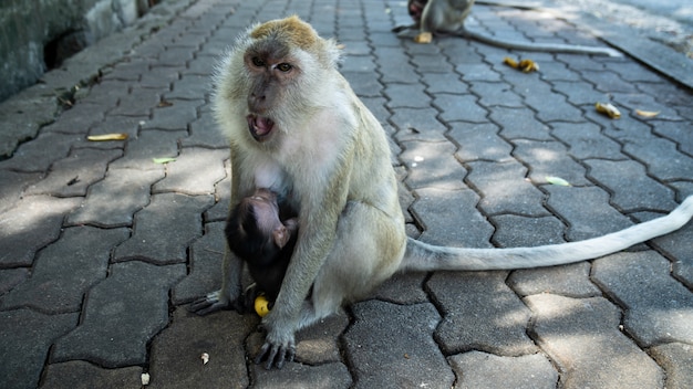 写真 母親の腕の中で赤ちゃん猿