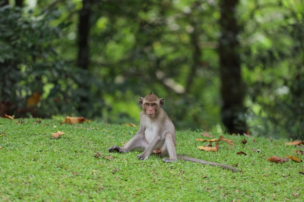 The baby Monkey is sitdown on grass garden in front of forest