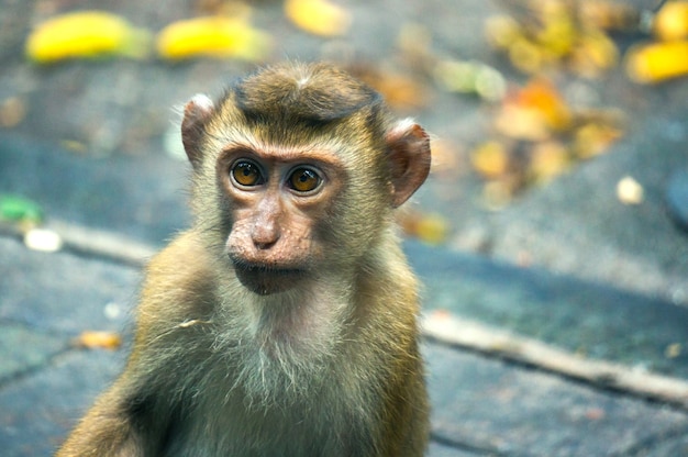 Baby Monkey looking for something