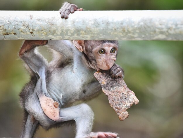 Photo baby monkey portraiture