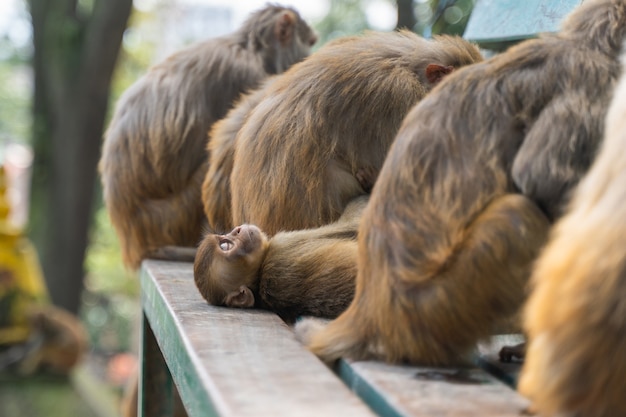 Scimmia del bambino che dorme tra scimmie cresciute al tempio di swayambhunath o al tempio delle scimmie a kathmandu, nepal. foto d'archivio.