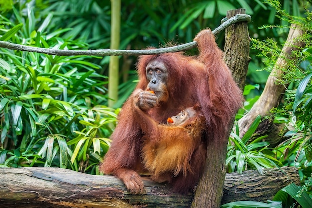 赤ちゃんと母親の果物を食べるオランウータン