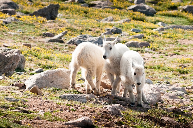 Baby Mountain Goats in the colorado Rockies.