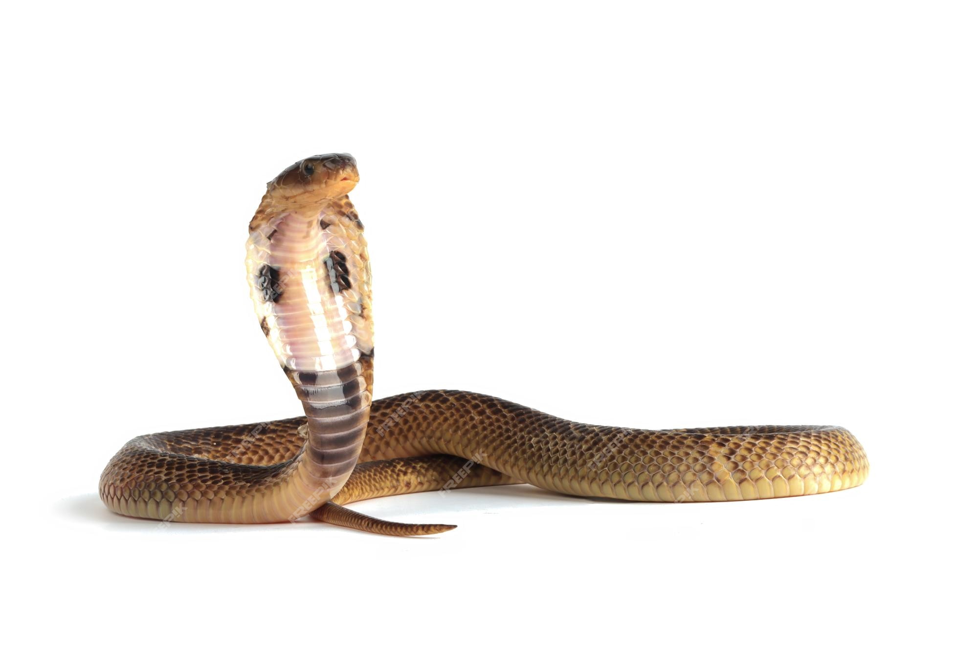 Premium Photo | Baby naja sumatrana miolepis snake on white background in a  position ready to attack