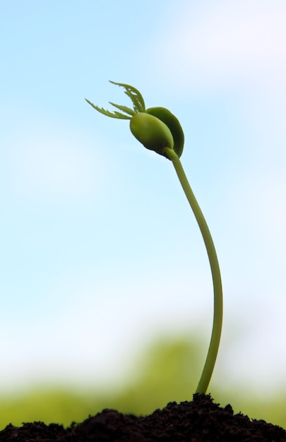 Foto la piccola pianta di neem emerge dal terreno