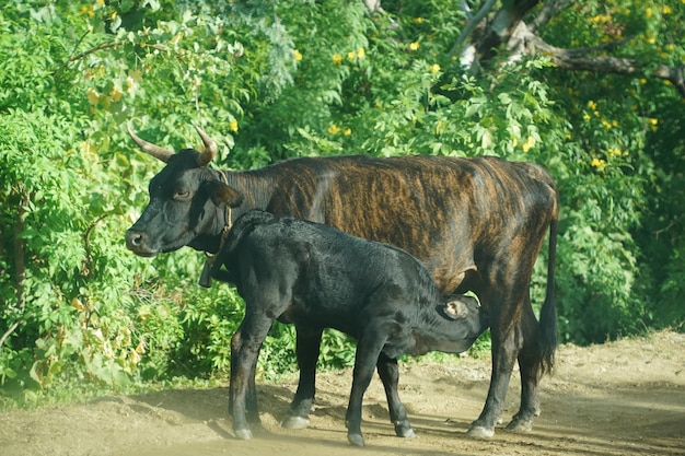 Baby newborn calf veal breastfeeding detail