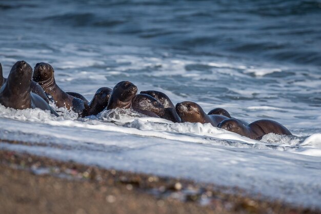 Baby newborn sea lion on the beach