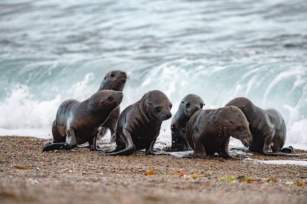 Baby newborn sea lion on the beach