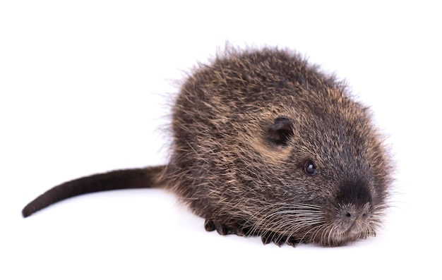 Photo baby nutria isolated . one brown coypu myocastor coypus isolated.