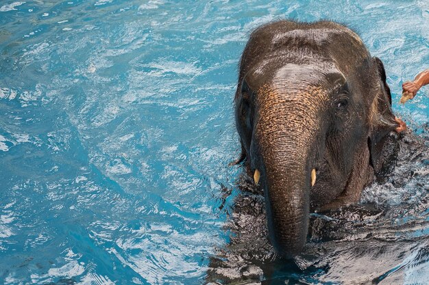 Foto baby olifant die in het water speelt