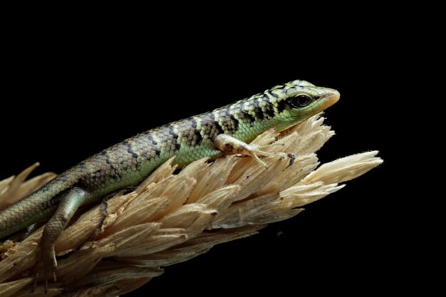 Baby Olive tree skink dasia olivacea on wood Olive tree skink closup on wood with black background Beautiful Indonesian lizard