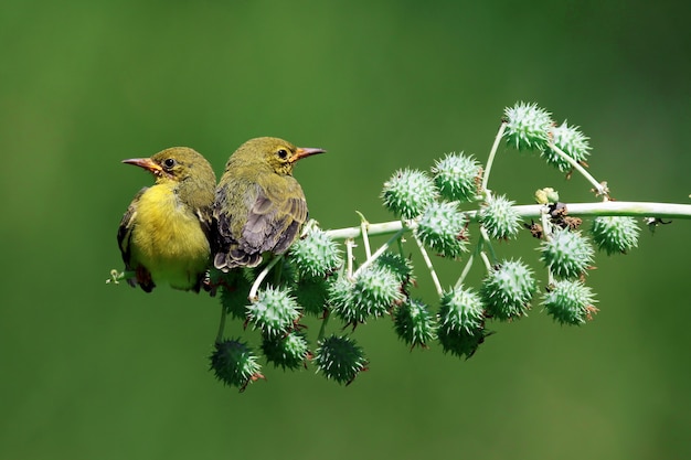 Baby OliveBacked Sunbirds